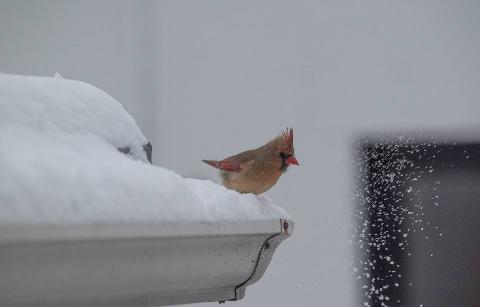 Cardinal on a snowy roof. 