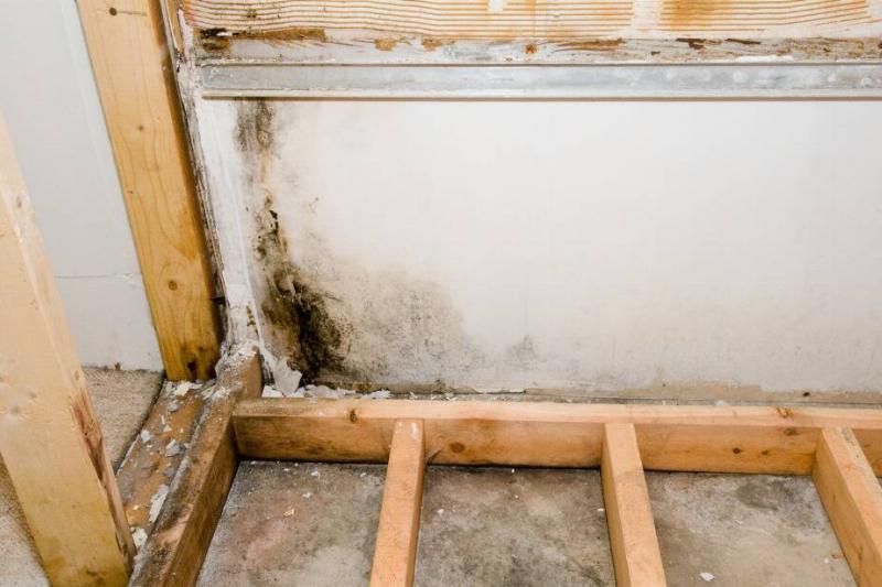 Mold in house frame.