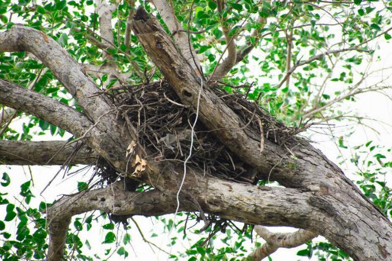 Squirrel nest on a tree branch.