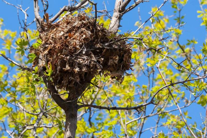 Squirrel nest in a tree.