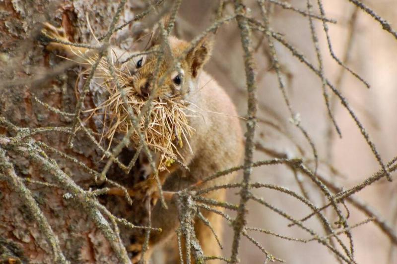 Squirrel with hay in its mouth.