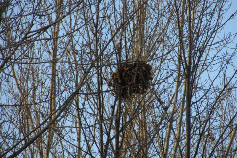 Squirrel nest up high in a tree.