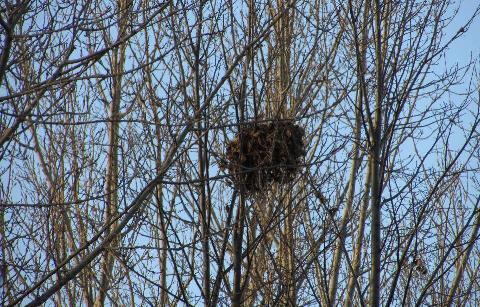 Squirrel nest up high in a tree.