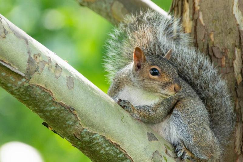 Squirrel in a tree.