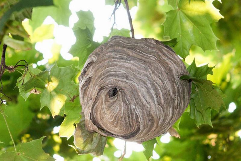 Hornet's nest.