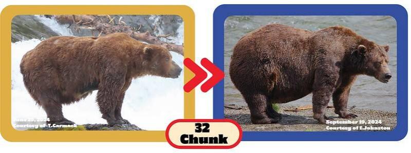 Chunk in 2024 Fat Bear Week.