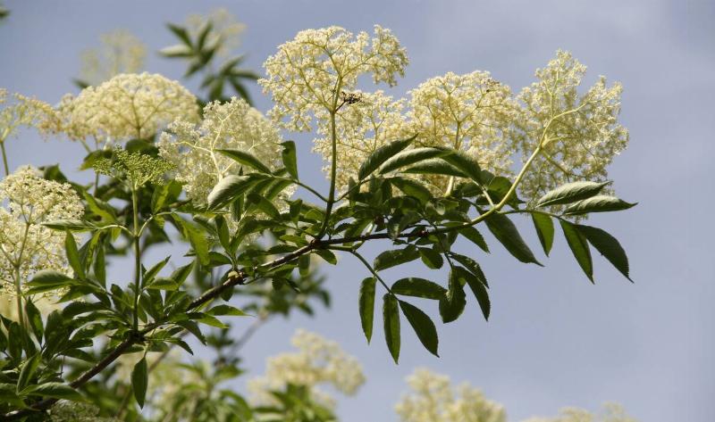 The flowering branch of an elderflower tree.