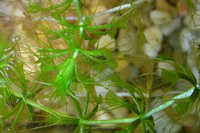 AldrovandaVesiculosaHabit