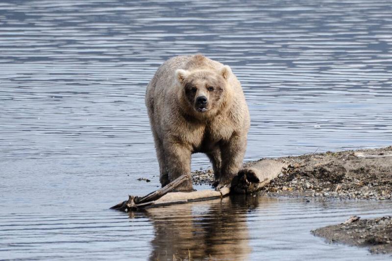 435 Holly stands on an area of Brooks Camp knowns as the 