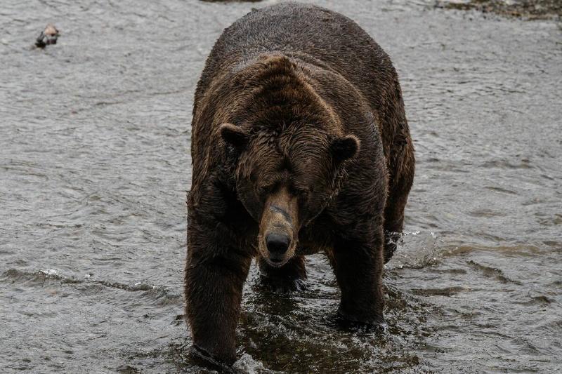 32 Chunk walks across Brooks River in Bristol Bay, AK on Sept. 20, 2023.