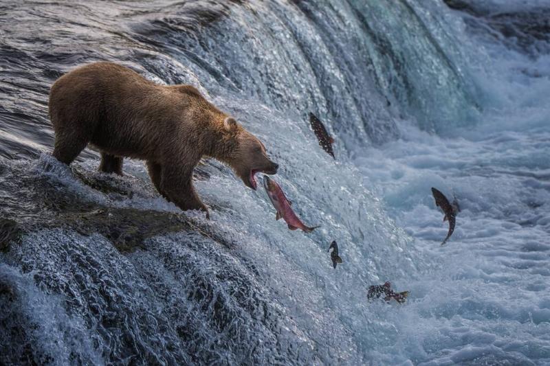 A Brown bear catches salmon at the top of Brooks Falls at Katmai National Park and Preserve.