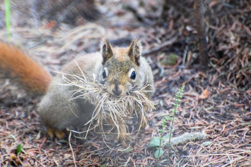 Squirrel getting ready to build a nest.