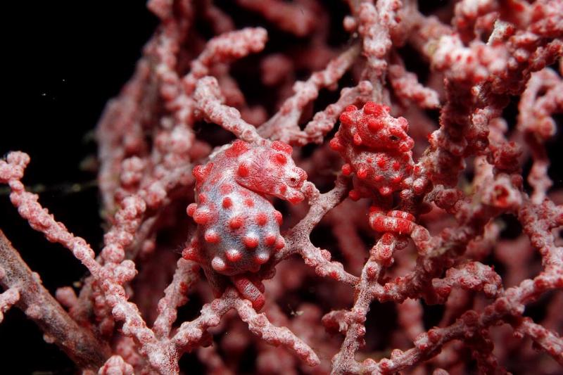 A pair pygmy seahorses, Hippocampus bargibanti, Philippinen, Bohol Sea, Pacific Ocean, Panglao Island, Bohol