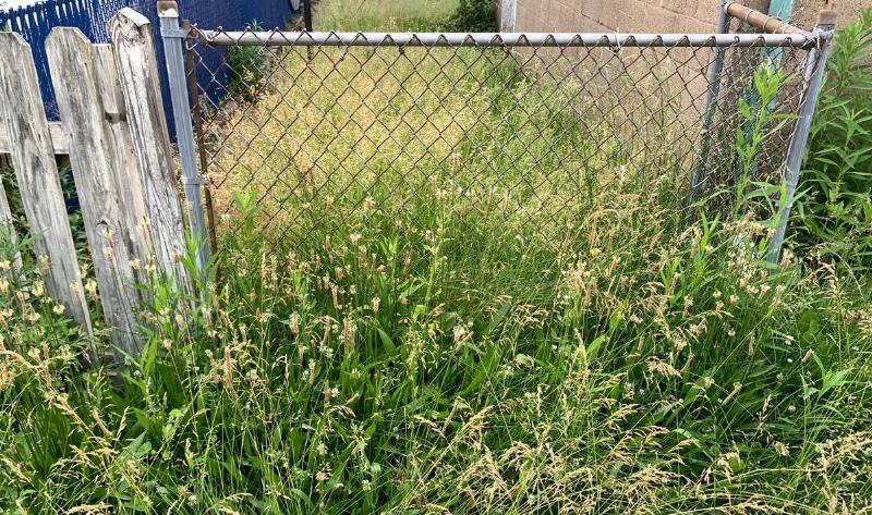Overgrown grass near a fence line.