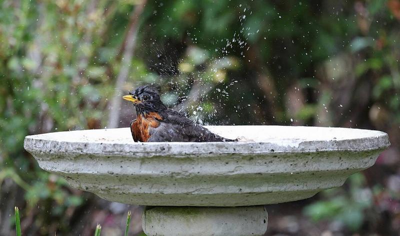 A robin in a birdbath, wet, shaking itself dry.
