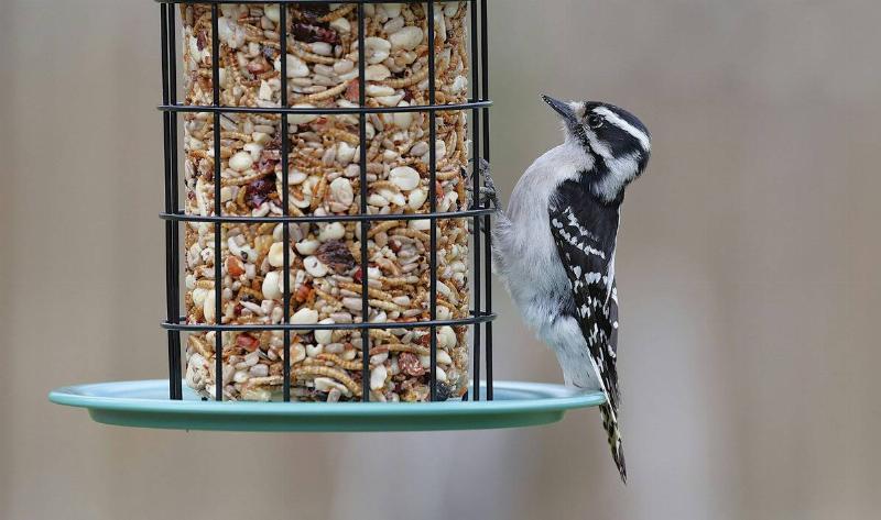 A downy woodpecker on a bird feeder.