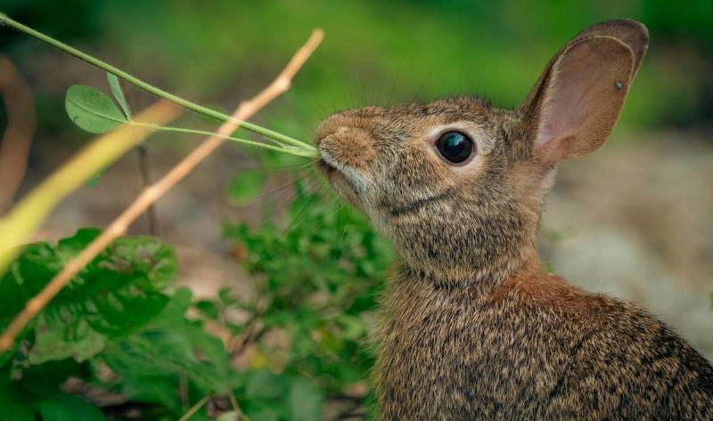 A rabbit eating a garden plant.