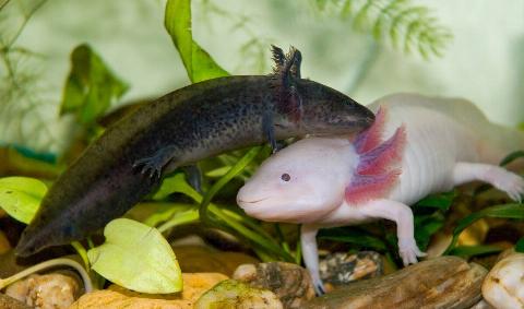 Two axolotls, one black and one pink, swimming in the water.