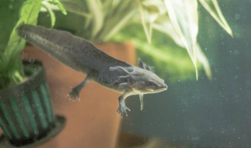 A black axolotle in the water.