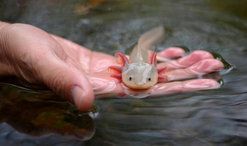 An axolotl being half-held in a person's hand, just barely out of the water.