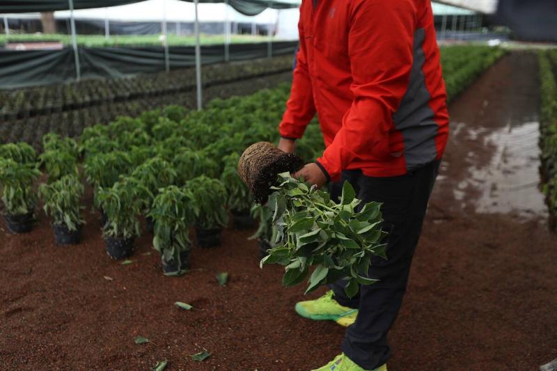 A farmer inspecting a potted plant in a farm.