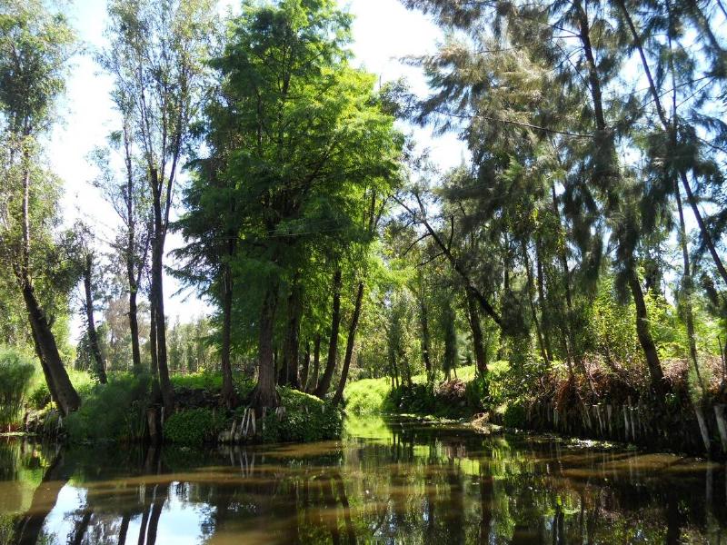 A sunny section of a Xochimilco canal.