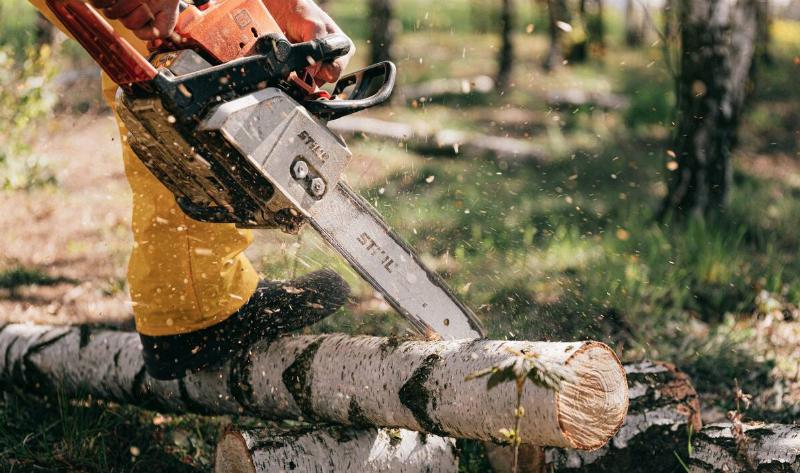 A person using a chainsaw to chop up a small birch tree.