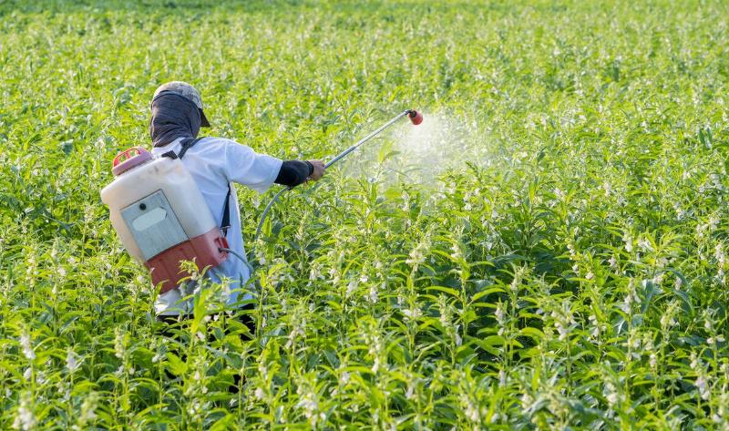 A person in a crop field spraying pesticides.