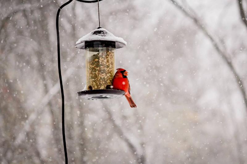 Northern cardinal on a bird feeder in snow.