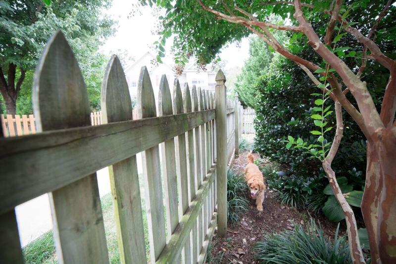 Dog walking along a fence.