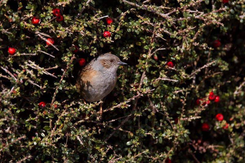 A bird hiding in a bush with red berries.