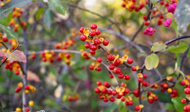 A closeup of the berries on a bittersweet vine.