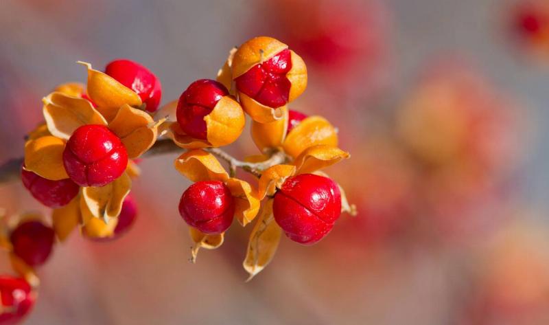 A closeup of some bittersweet berries.