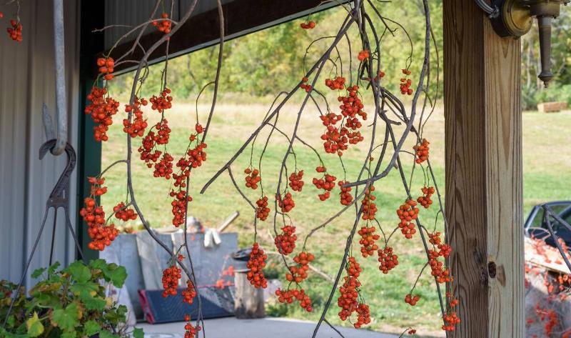 Some bittersweet vines hanging to dry.