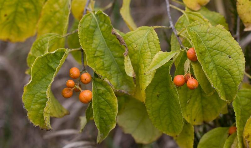 Some young bittersweet berries.
