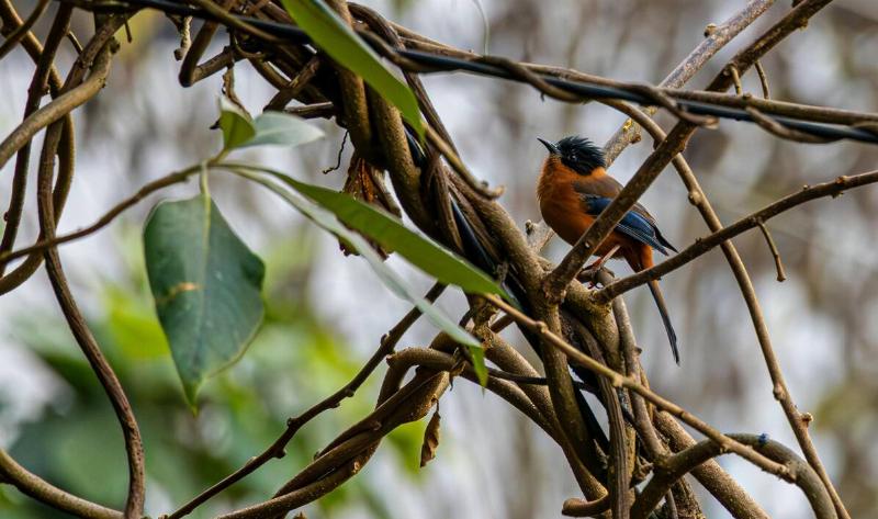 A bird perched among some thick vines.