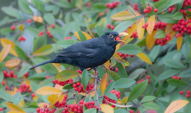 A bird eating a bright red berry off a tree.