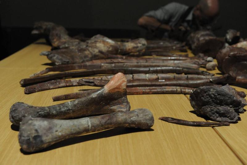 Bones of the 'Aardonyx Celestae', a newl