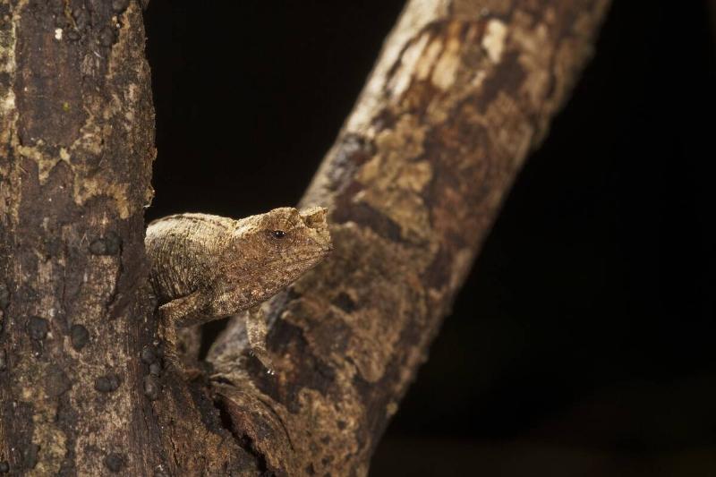 Brown leaf chameleon