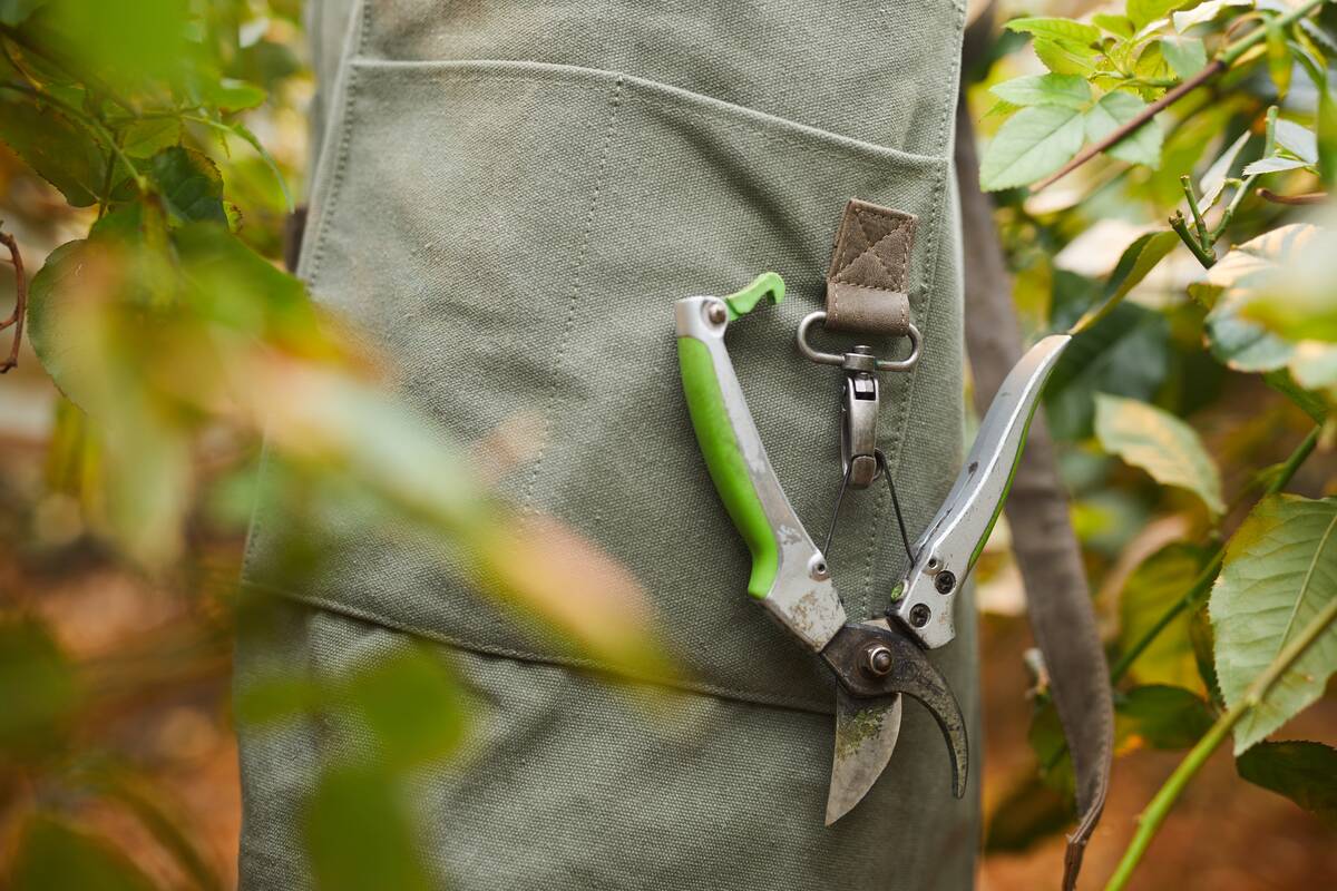 Close-up of gardener in apron and with instruments working with plants in the garden
