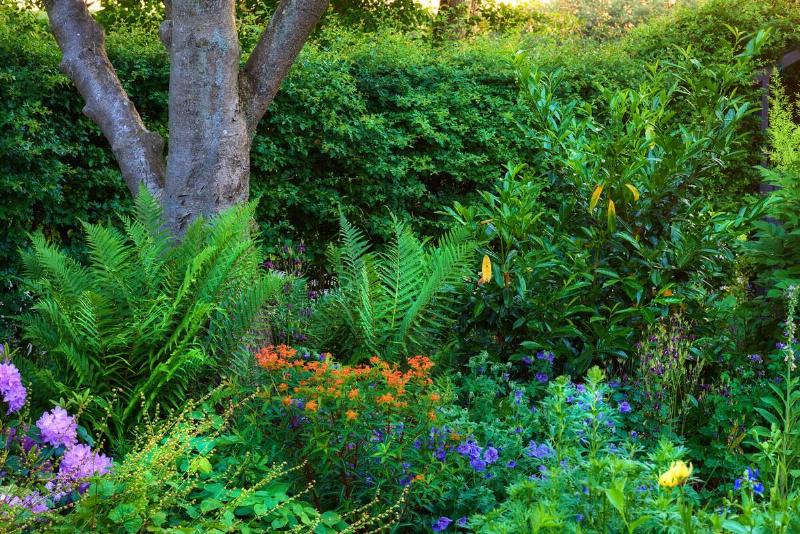 A lush green section of garden with colorful flowers.