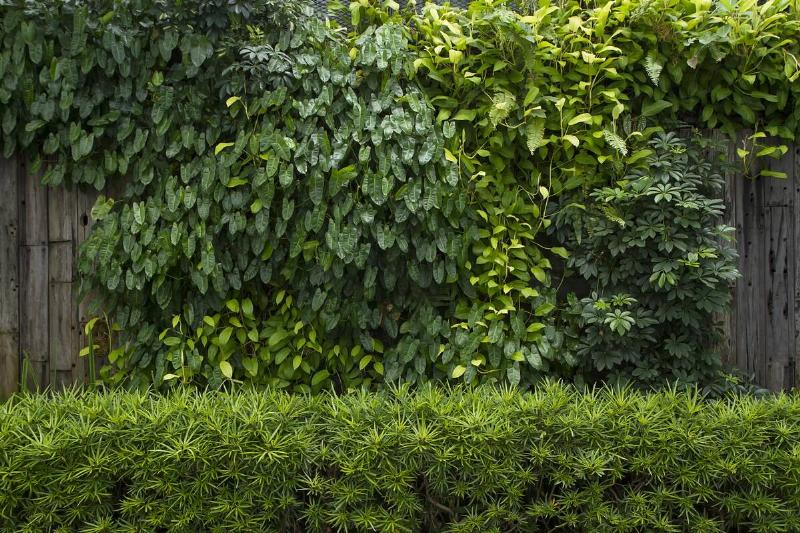 A fence with lots of vines growing on it, a low hedge in front.