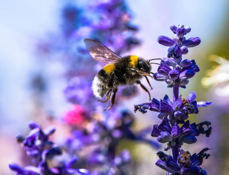 Macro of a northern white-tailed bumblebee flying to a purple sage flower blossom