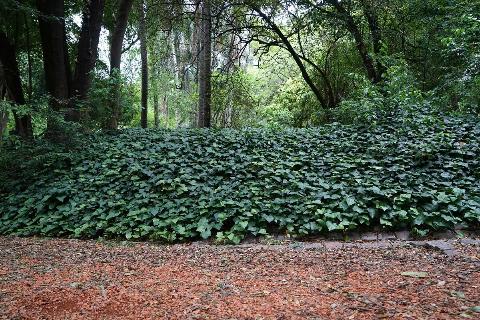 A large section of groundcover vines with a patch of mulch in front.