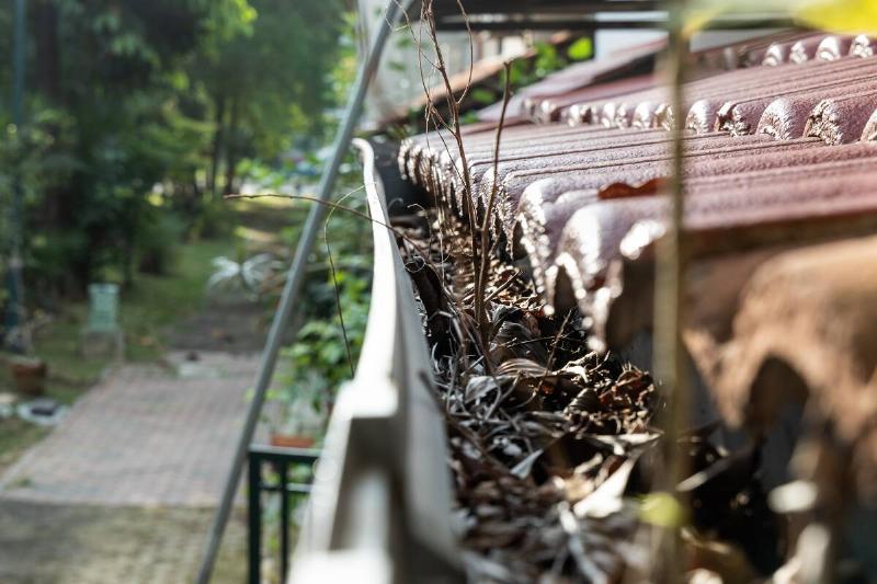 Close-up of clogged roof rain gutter full of dry leaf and with plant foliage growing.