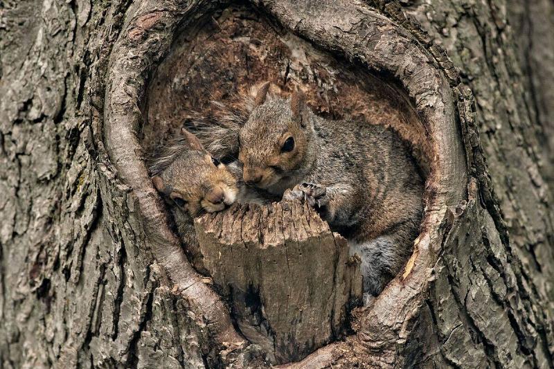 A closeup of a couple of cute squirrels in a tree hollow.