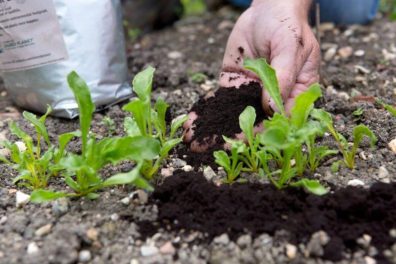 A person sprinkling coffee grounds over some weeds.