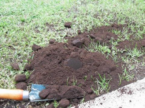 A pile of coffee grounds in the grass, a trowel nearby.