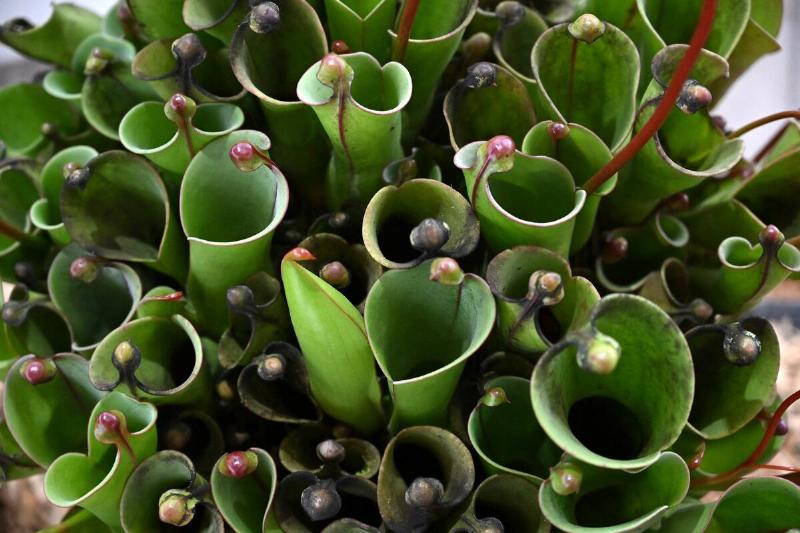 COLOMBIA-BOTANY-CARNIVOROUS-PLANTS-EXHIBITION