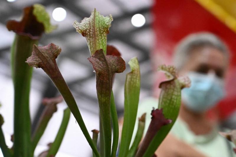 COLOMBIA-BOTANY-CARNIVOROUS-PLANTS-EXHIBITION